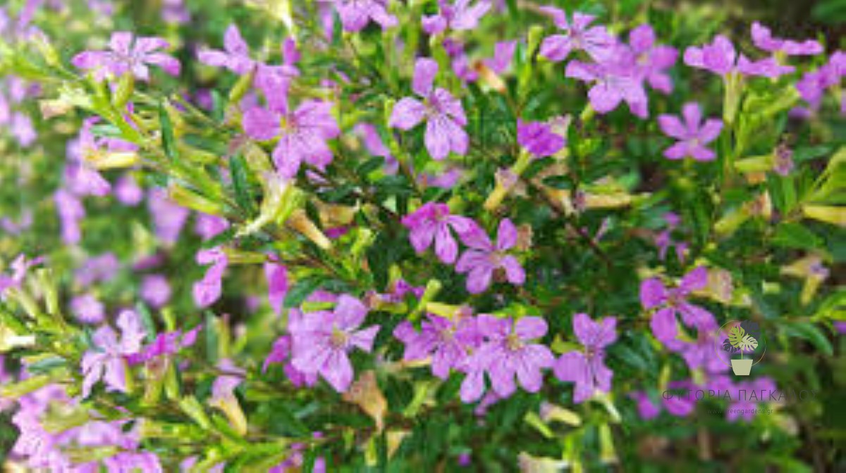 ΚΟΥΦΕΑ – Cuphea hyssopifolia - 1
